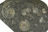 Fossil Ammonite Cluster - Posidonia Shale, Germany #368174-1